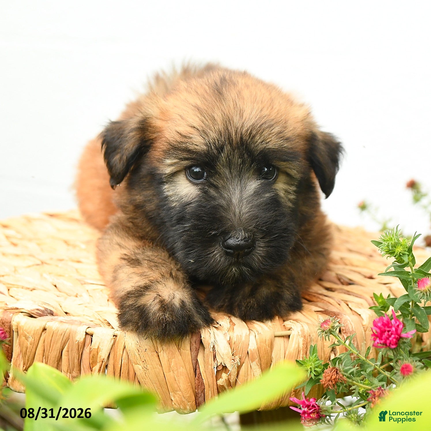 Soft Coated Wheaten Terrier dogs Chase - Ad 2