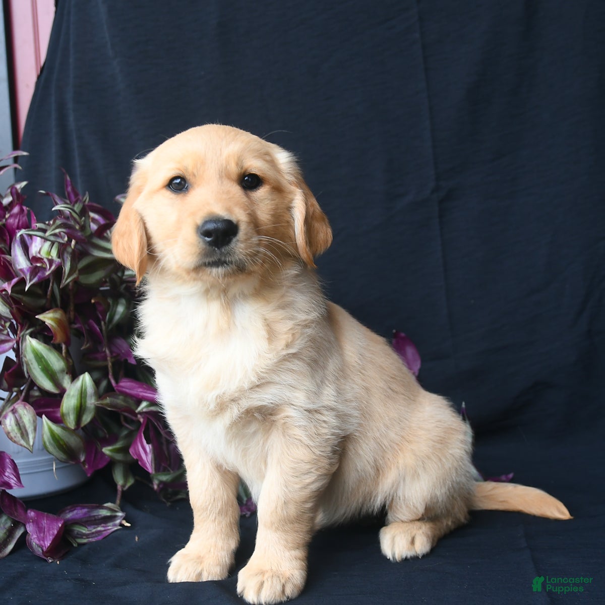 Golden Retriever dogs for sale: Snickerdoodle  - Ad 1