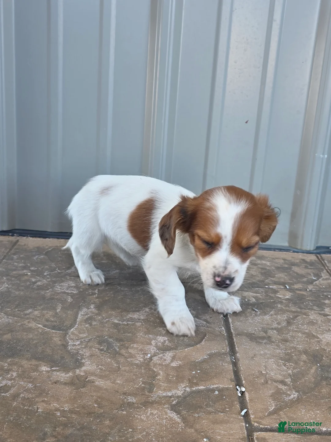 Miniature Dachshund dogs for sale: Rose - Ad 4