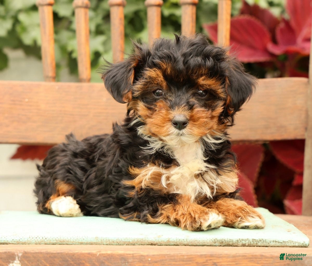 Morkie dogs Darcy - Ad 1