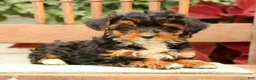 Morkie dogs for sale: Darcy - Ad 1