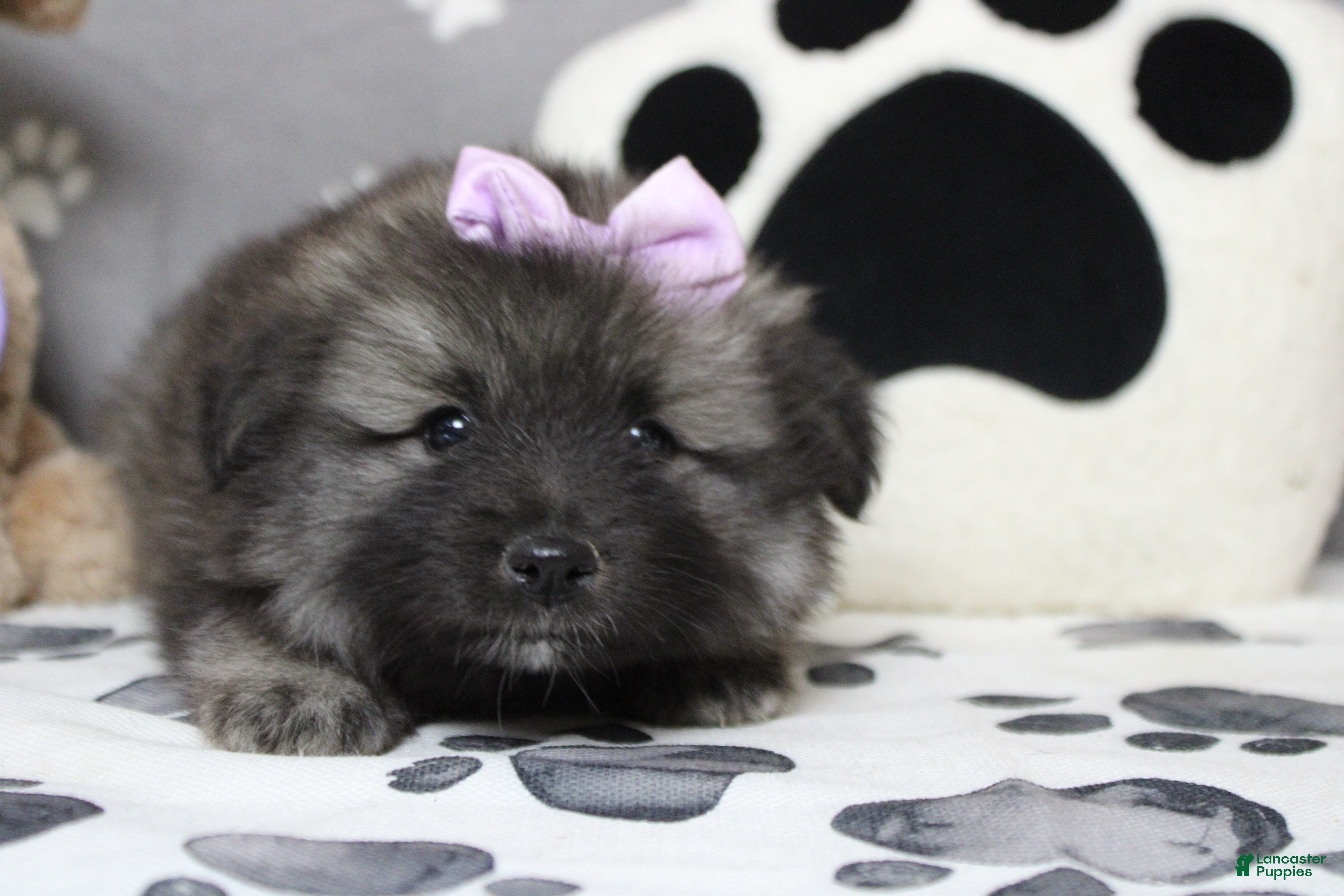 Keeshond dogs Anna - Ad 3
