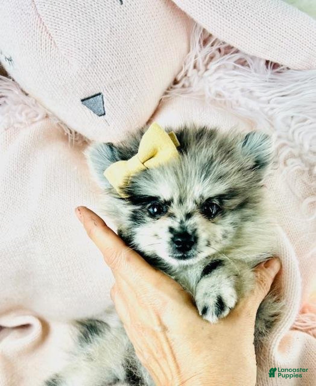 Pomeranian dogs for sale: Priscilla - Ad 2