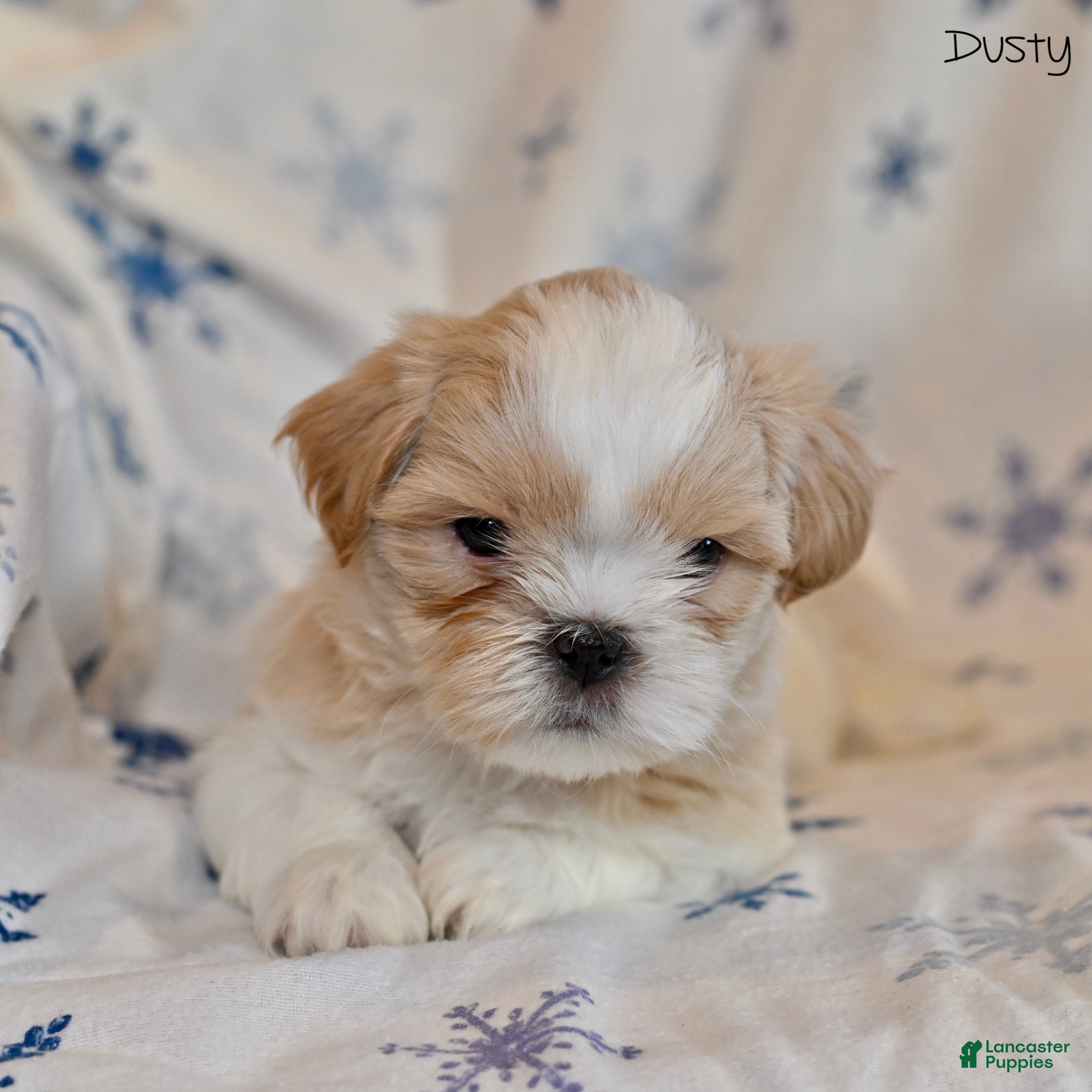 Shih Tzu dogs Dusty - Ad 25