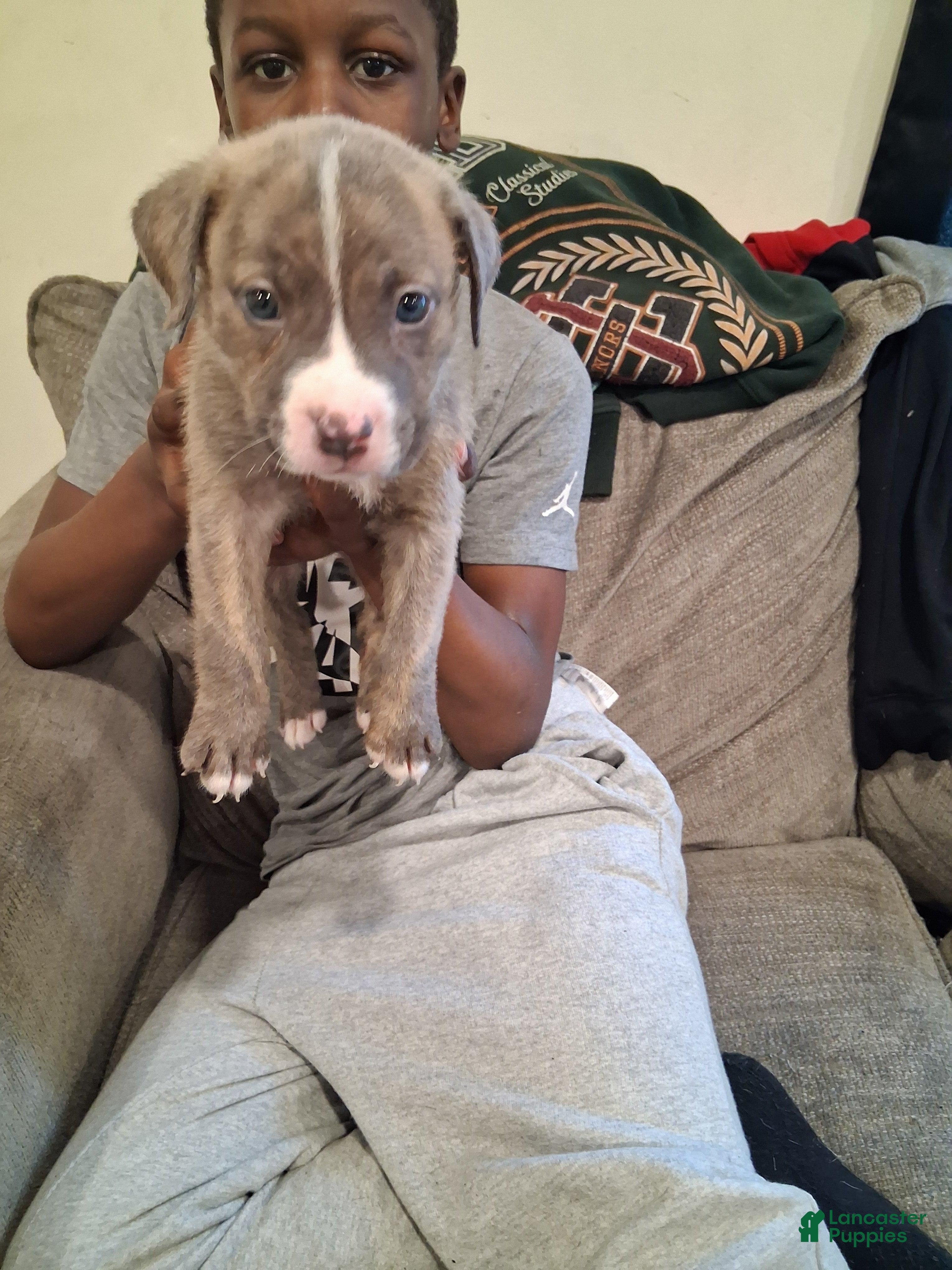 American Pit Bull Terrier dogs American Pit Bull Terrier 5 - Ad 29
