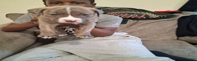 American Pit Bull Terrier 5