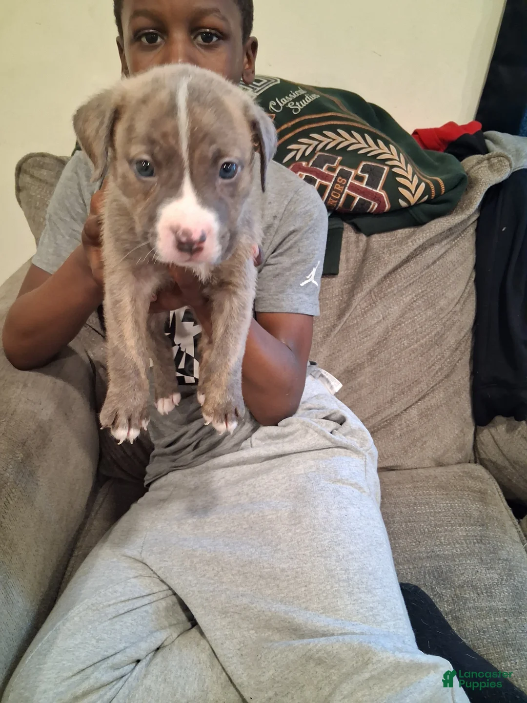 American Pit Bull Terrier dogs for sale: American Pit Bull Terrier 5 - Ad 1