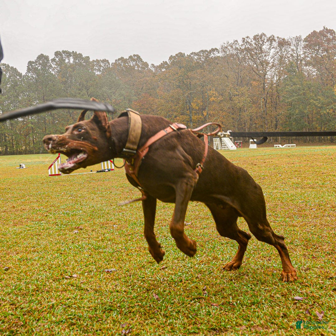 Doberman Pinscher dogs for sale: Red Male - Ad 8