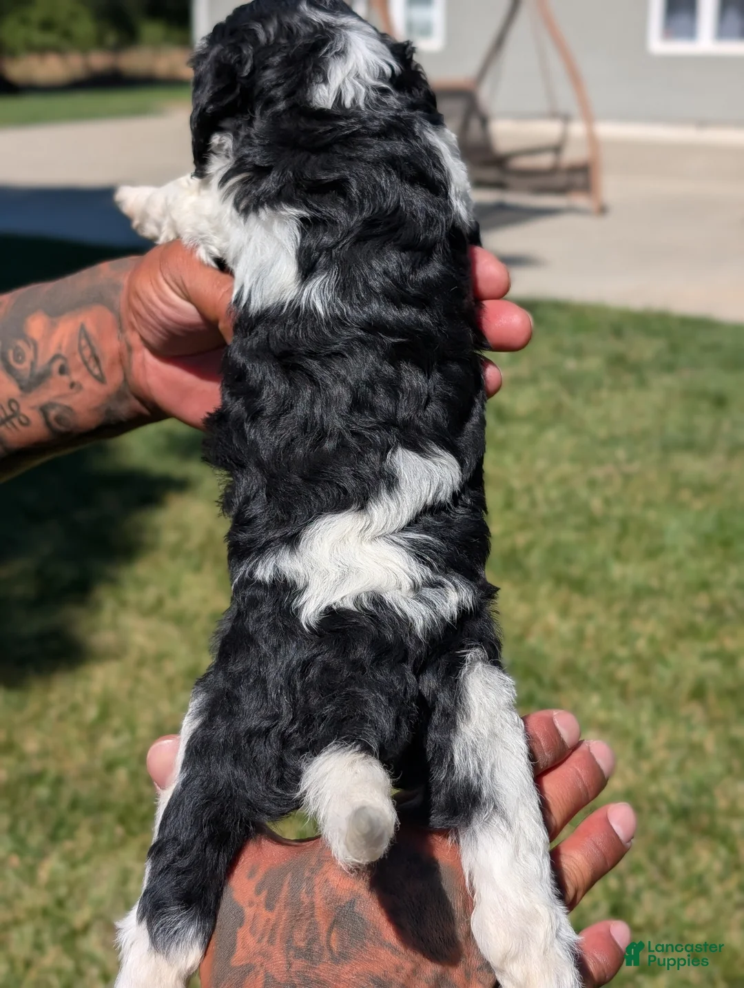 Mixed Breed dogs for sale: RAVEN  - Ad 6