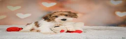 Yorkiepoo dogs for sale: Bella - Ad 4