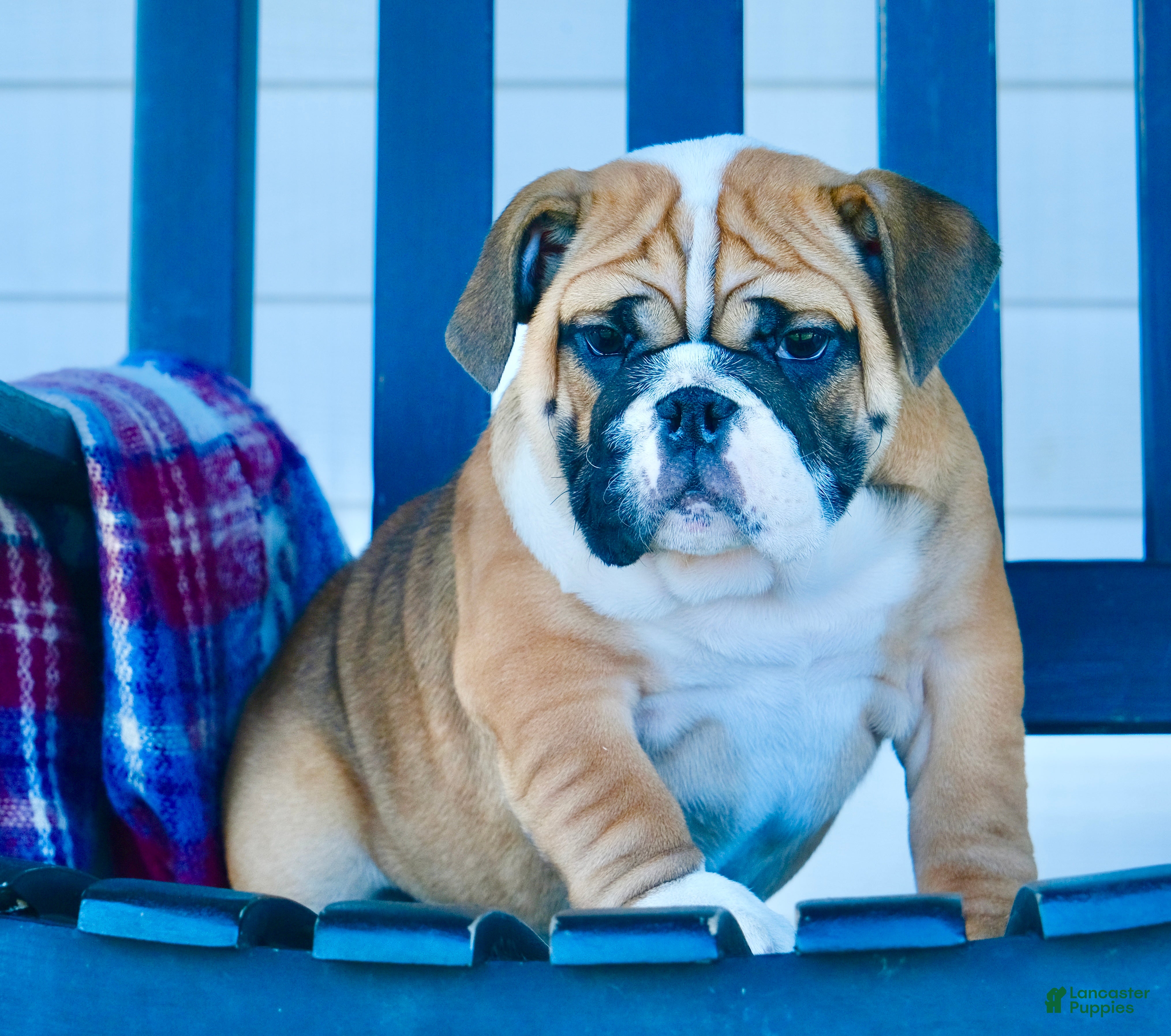English Bulldog dogs Brandi - Ad 42