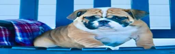English Bulldog dogs for sale: Brandi - Ad 1