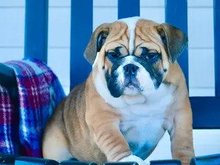 English Bulldog dogs Brandi - Ad 42