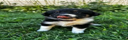 Australian Shepherd dogs for sale: Rosie - Ad 8