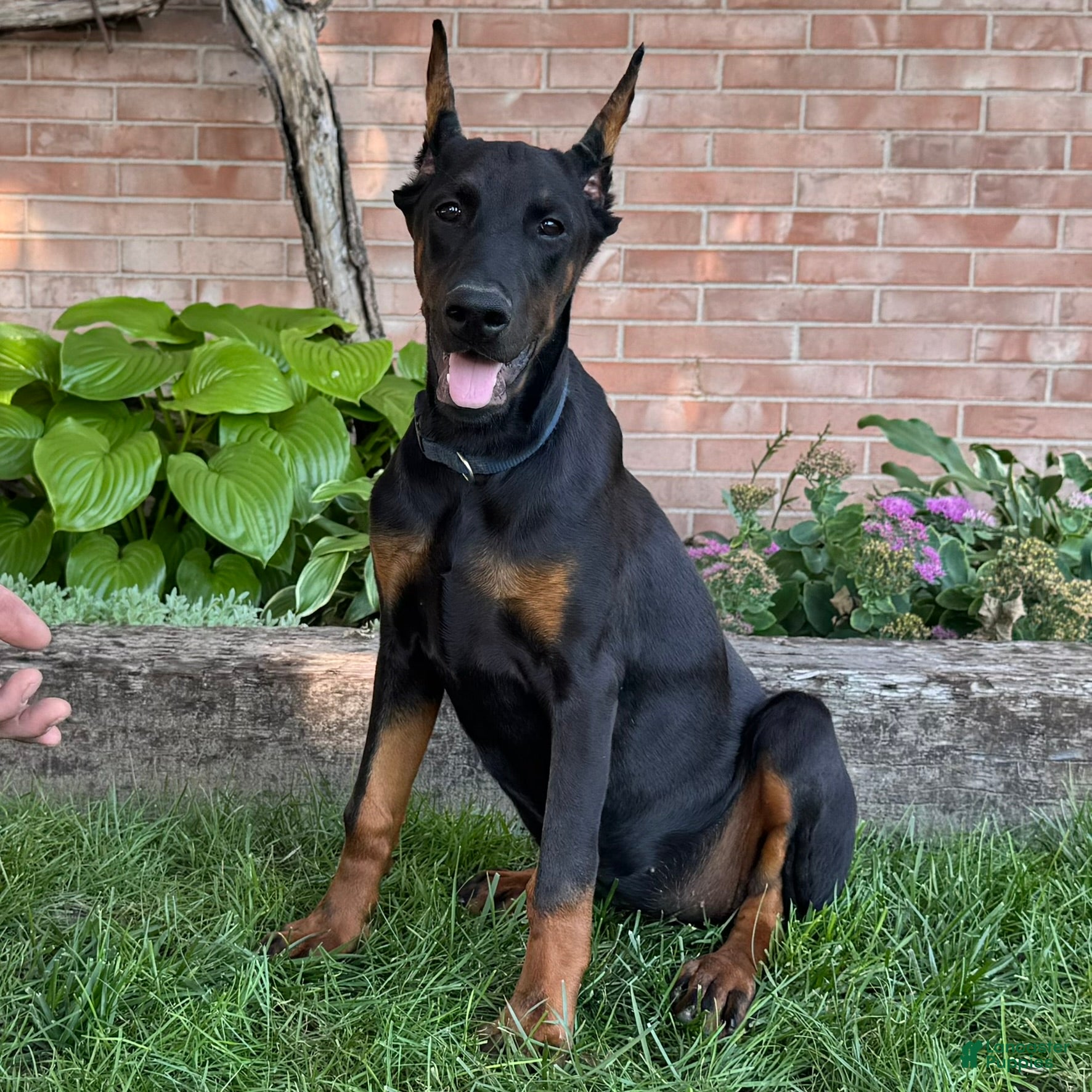 Doberman Pinscher dogs Amika - Ad 1