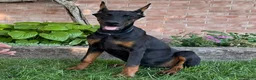 Doberman Pinscher dogs for sale: Amika - Ad 1