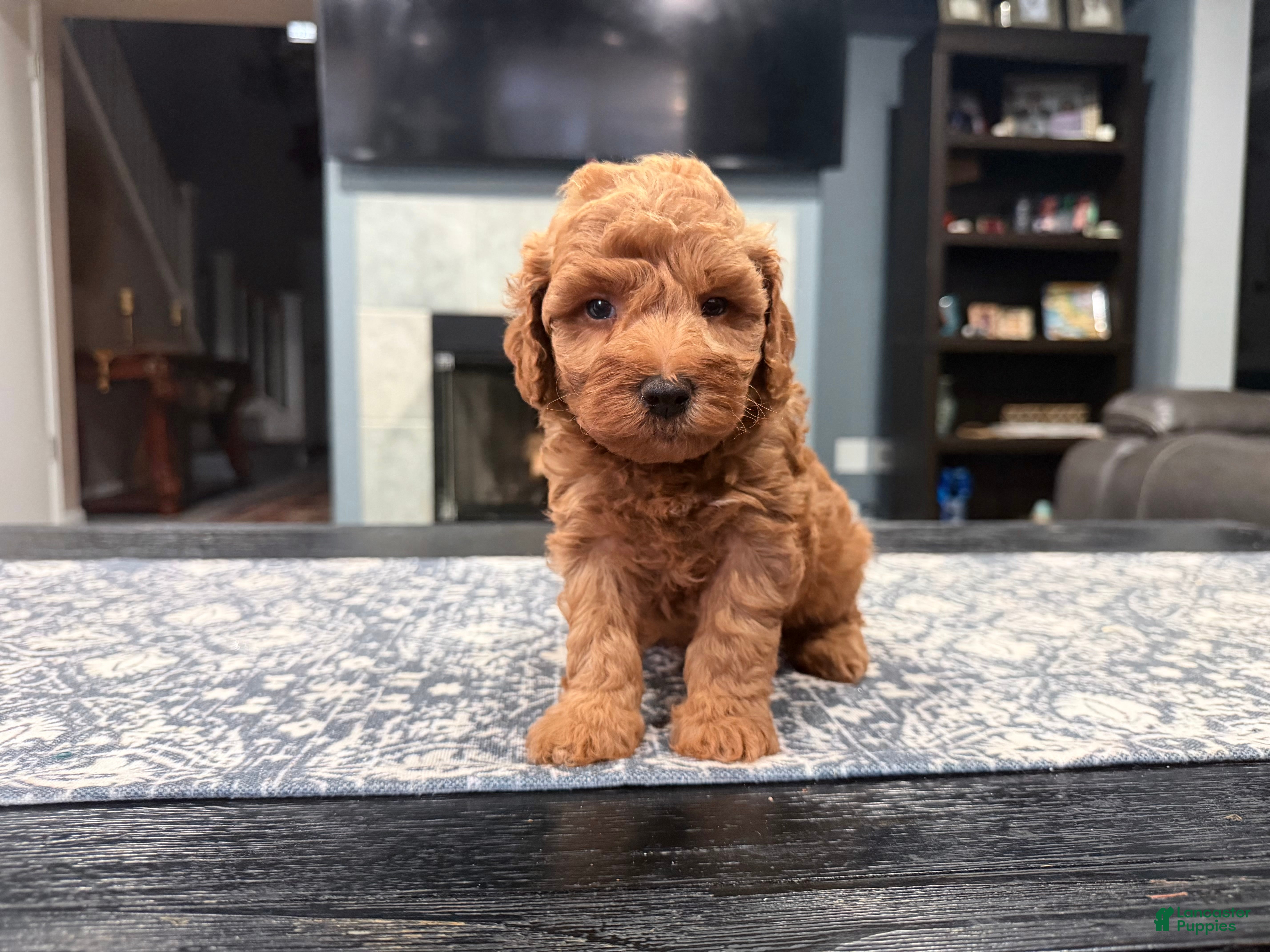 Mini Goldendoodle dogs for sale: Mini Goldendoodle 2 - Ad 2