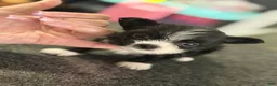 Chihuahua dogs for sale: Teacup Chihuahua longhair male  - Ad 2