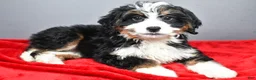 Mini Bernedoodle dogs for sale: Emma - Ad 2