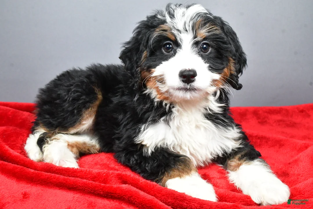 Mini Bernedoodle dogs for sale: Emma - Ad 2
