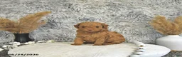 Toy Poodle dogs for sale: Mason - Ad 3
