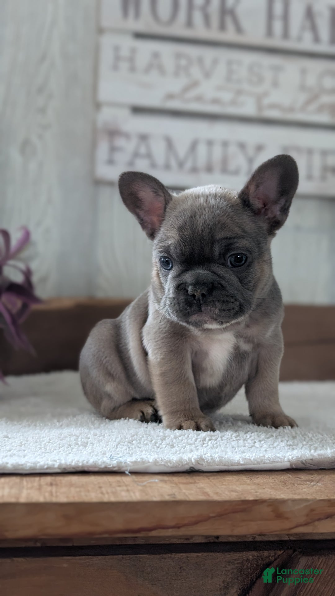 French Bulldog dogs for sale: Namor - Ad 4