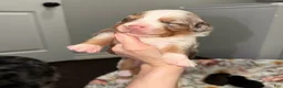 Miniature Australian Shepherd dogs for sale: Rip  - Ad 4