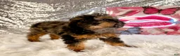 Mixed Breed dogs for sale: Solo - Ad 4