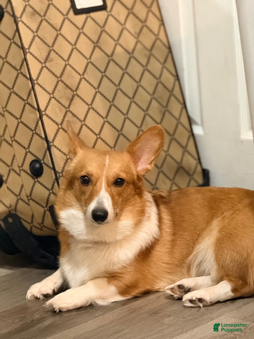 American Corgi dogs for sale: American Corgi 1 - Ad 2