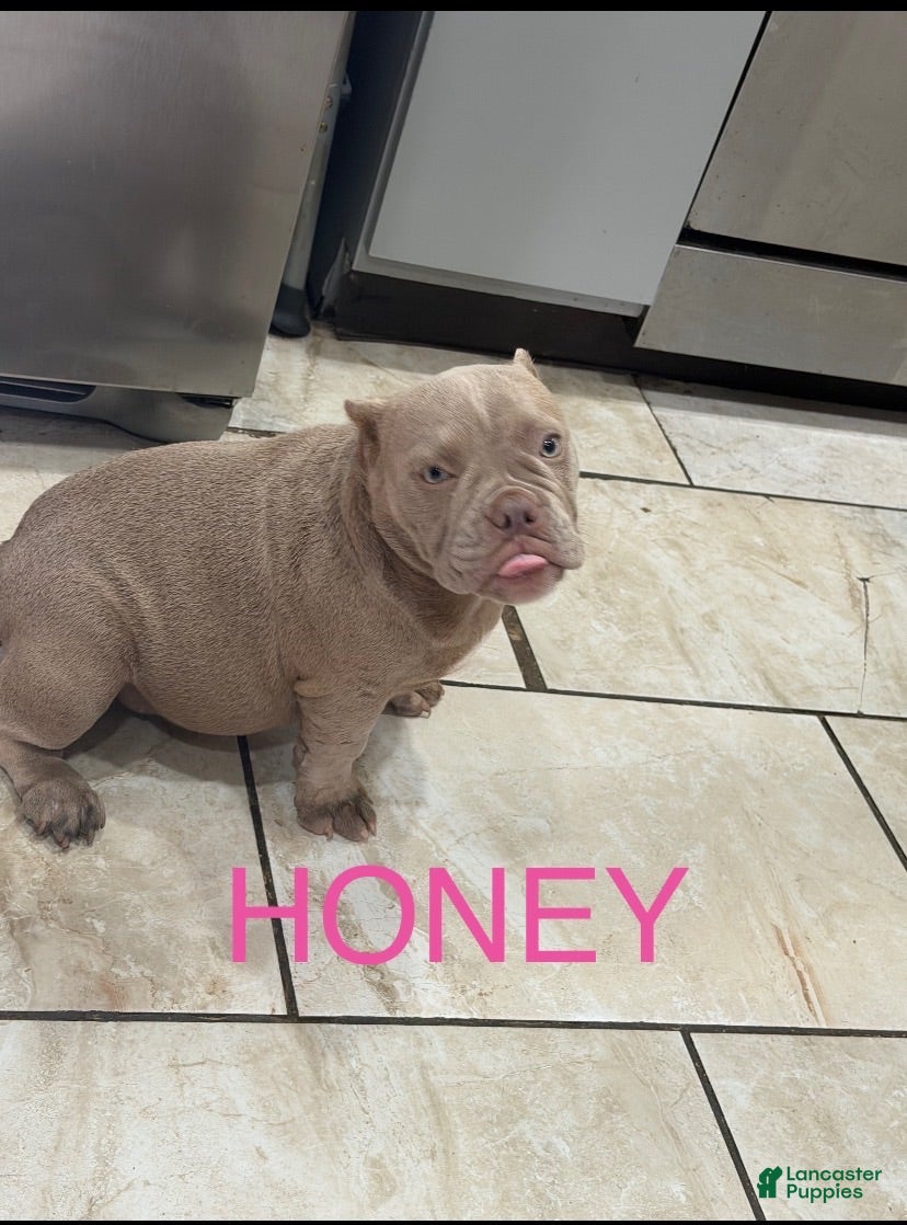 American Bully dogs American Bully 3 - Ad 1
