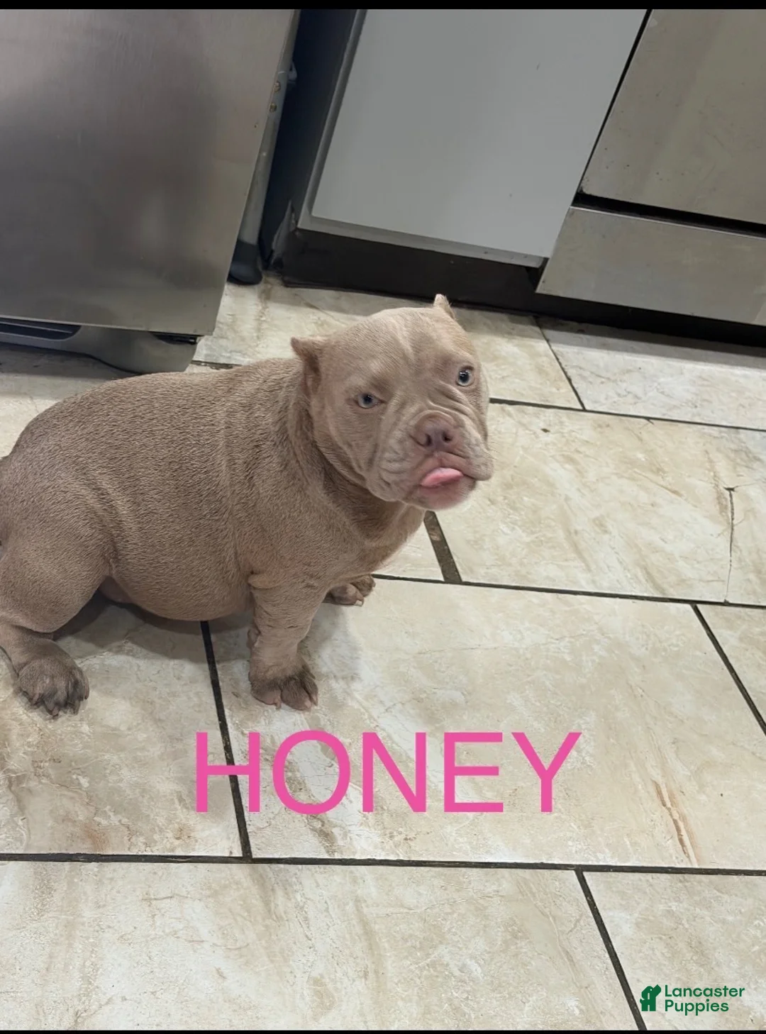 American Bully dogs for sale: American Bully 3 - Ad 1