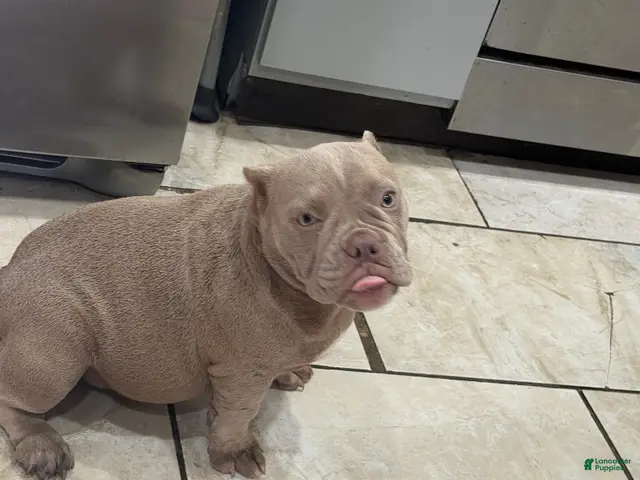 American Bully dogs for sale: American Bully 3 - Ad 1