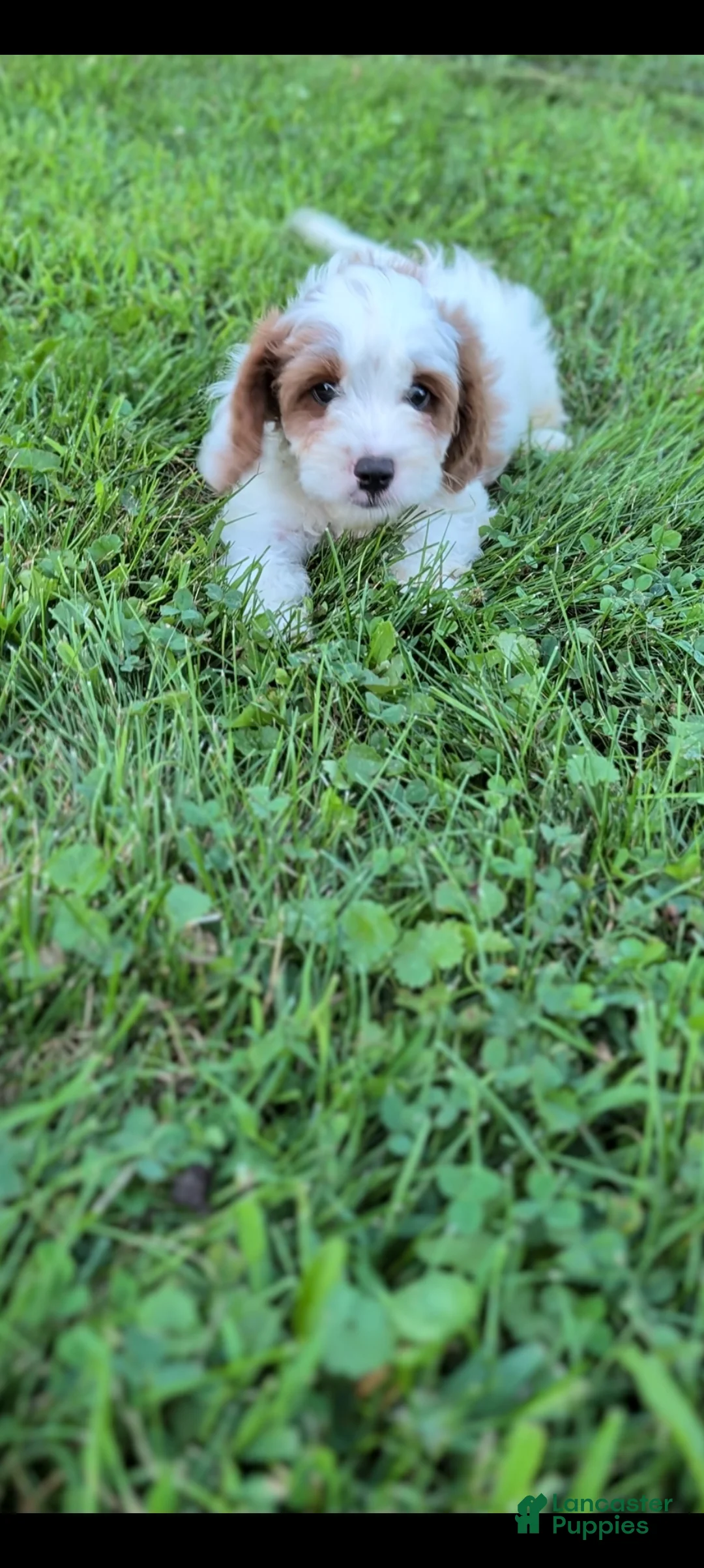 Cavapoo dogs for sale: Marlow - Ad 1