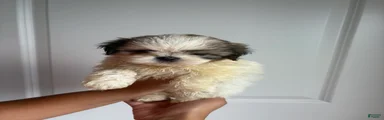 Mochi