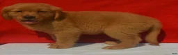 Golden Retriever dogs for sale: Lucas - Ad 3