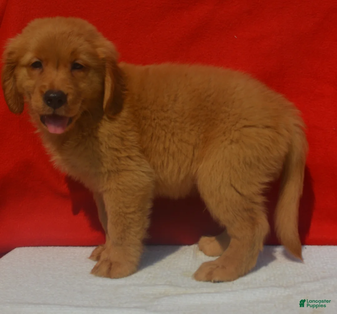 Golden Retriever dogs for sale: Lucas - Ad 3
