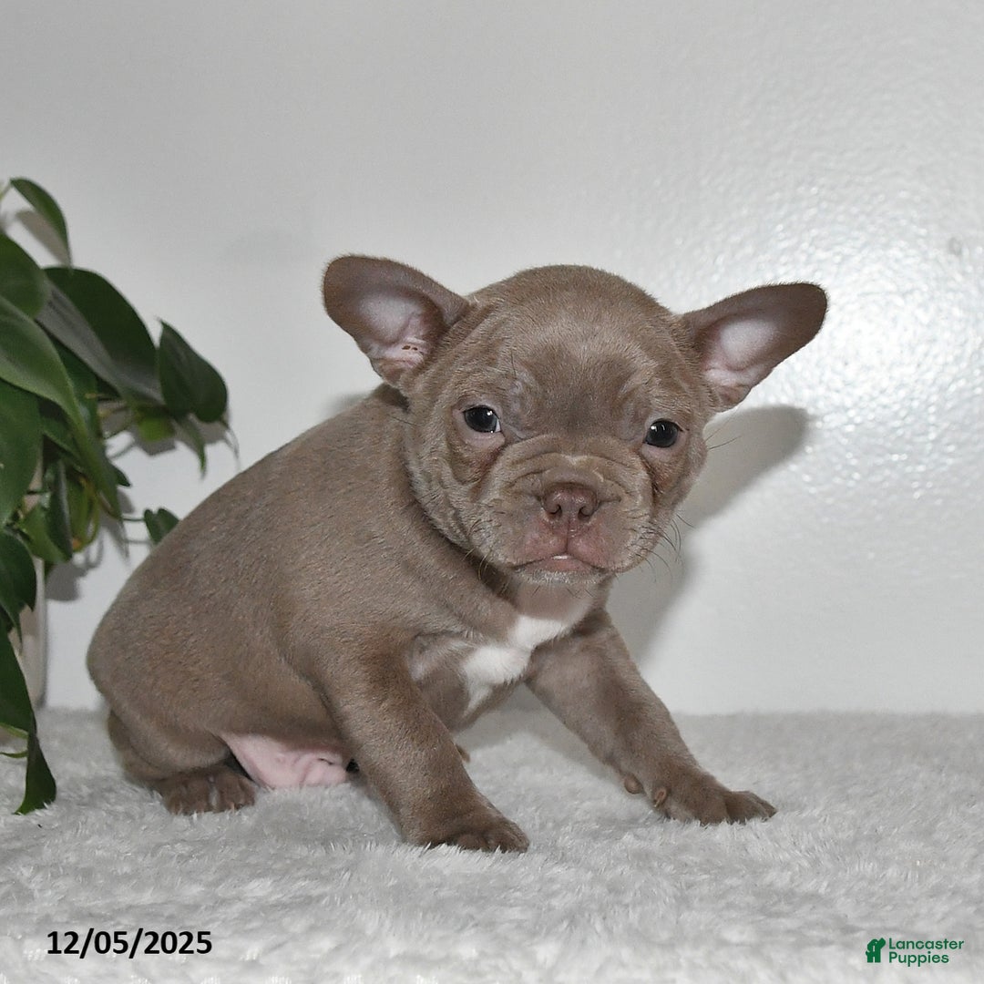 Frenchton dogs for sale: Denver - Ad 4