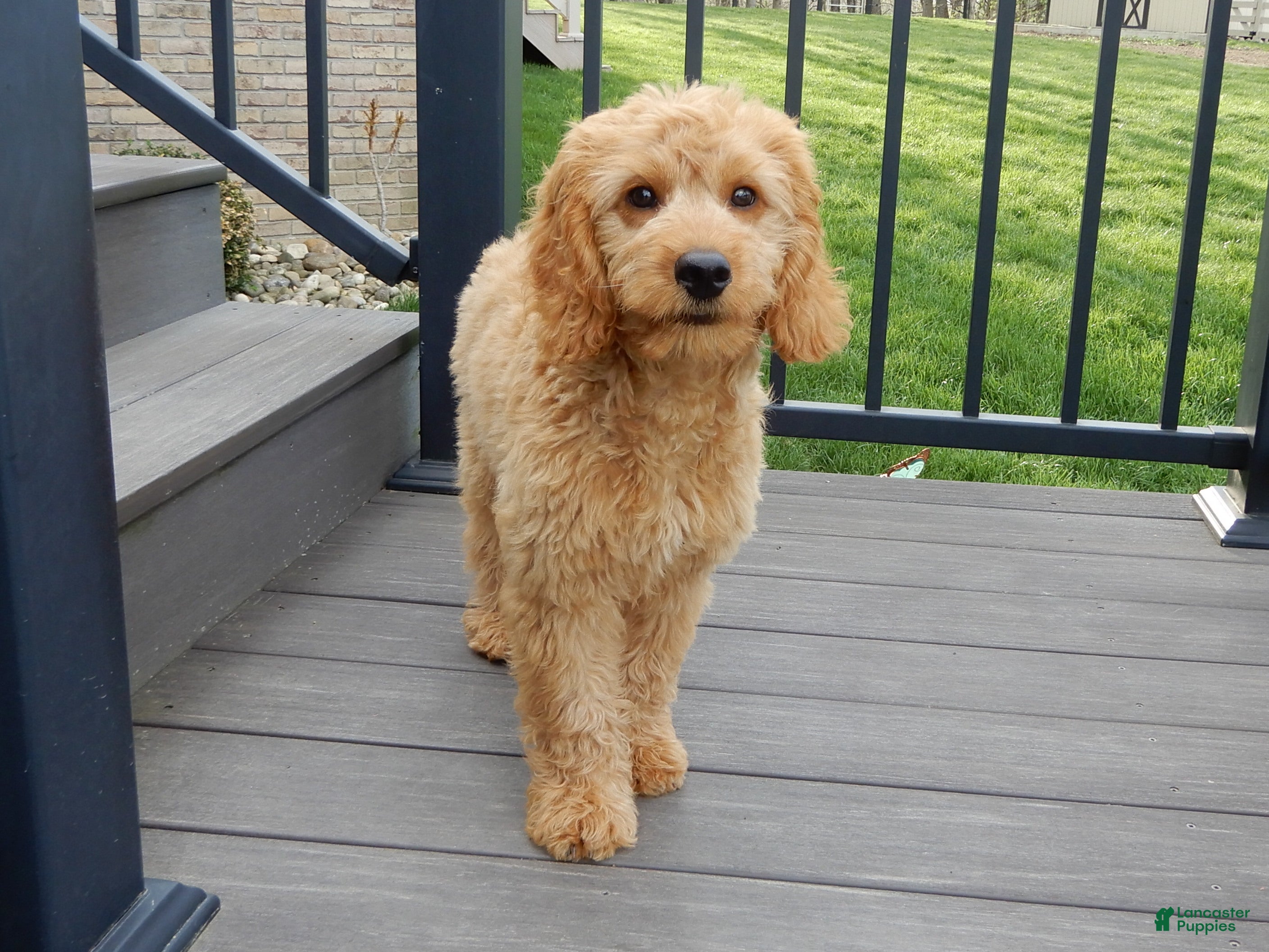 Goldendoodle dogs Teddy-MEDIUM -NEUTERED - Ad 2