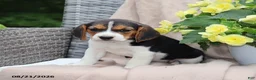 Beagle dogs for sale: Remi - Ad 3