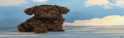 Doxiepoo dogs for sale: Brownie  - Ad 5