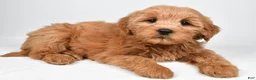 Mini Goldendoodle dogs for sale: Chloe - Ad 4
