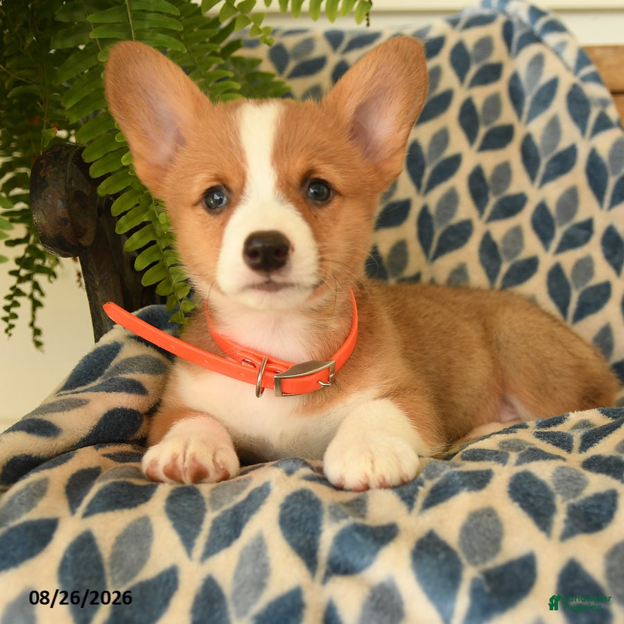 Welsh Corgi Pembroke dogs Wiggles - Ad 2