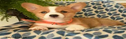 Welsh Corgi Pembroke dogs for sale: Wiggles - Ad 2
