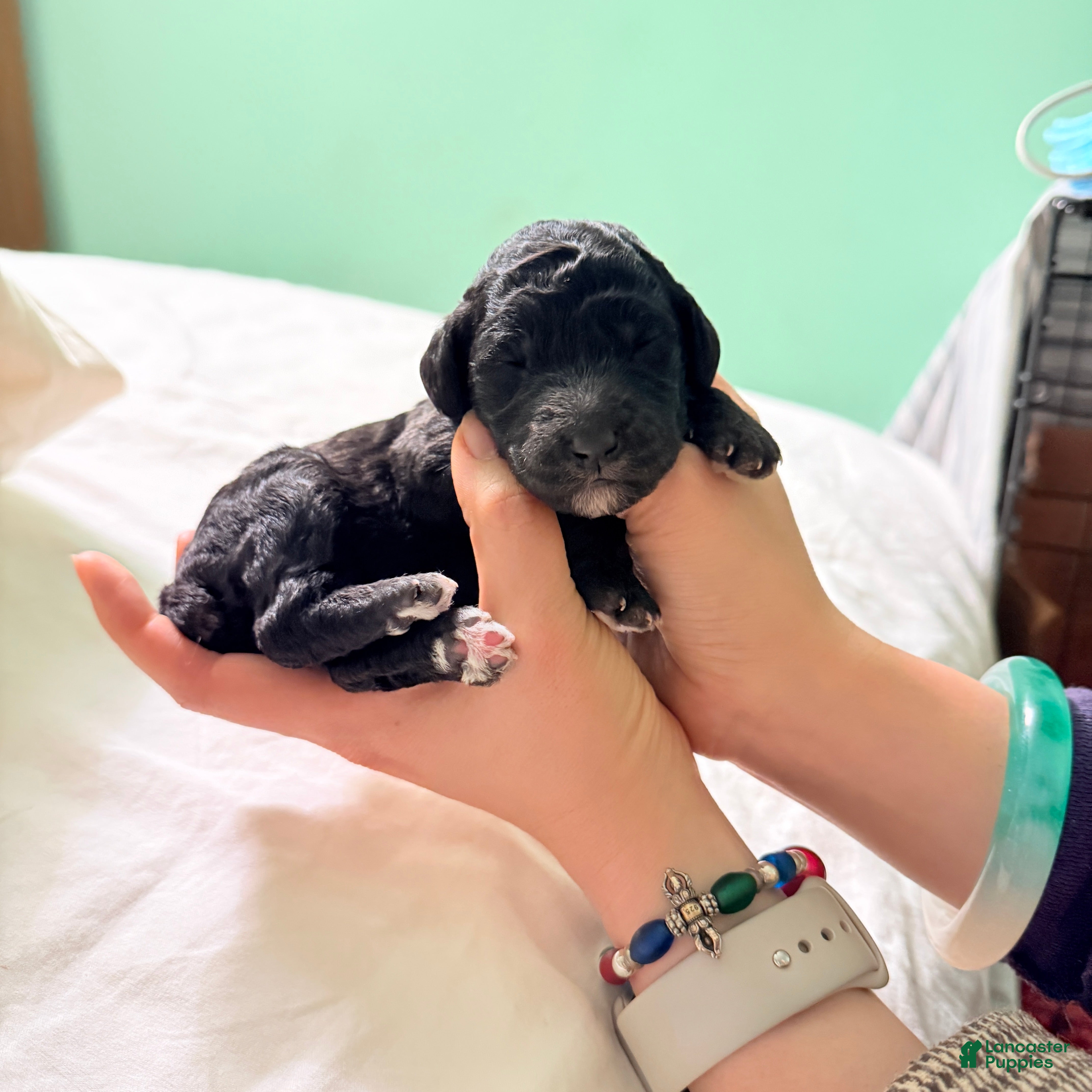 Standard Poodle dogs Standard Poodle Puppy 4 - Ad 9