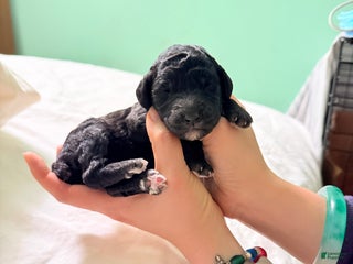 Standard Poodle dogs Standard Poodle Puppy 4 - Ad 15