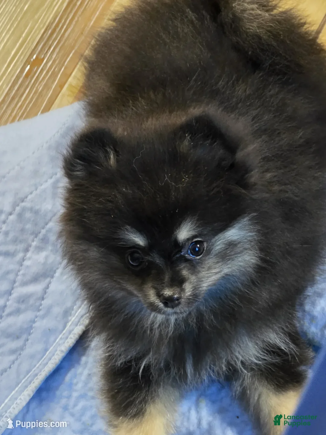 Pomeranian dogs for sale: Akc Macy  - Ad 2