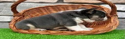 French Bulldog dogs for sale: Dozer - Ad 6