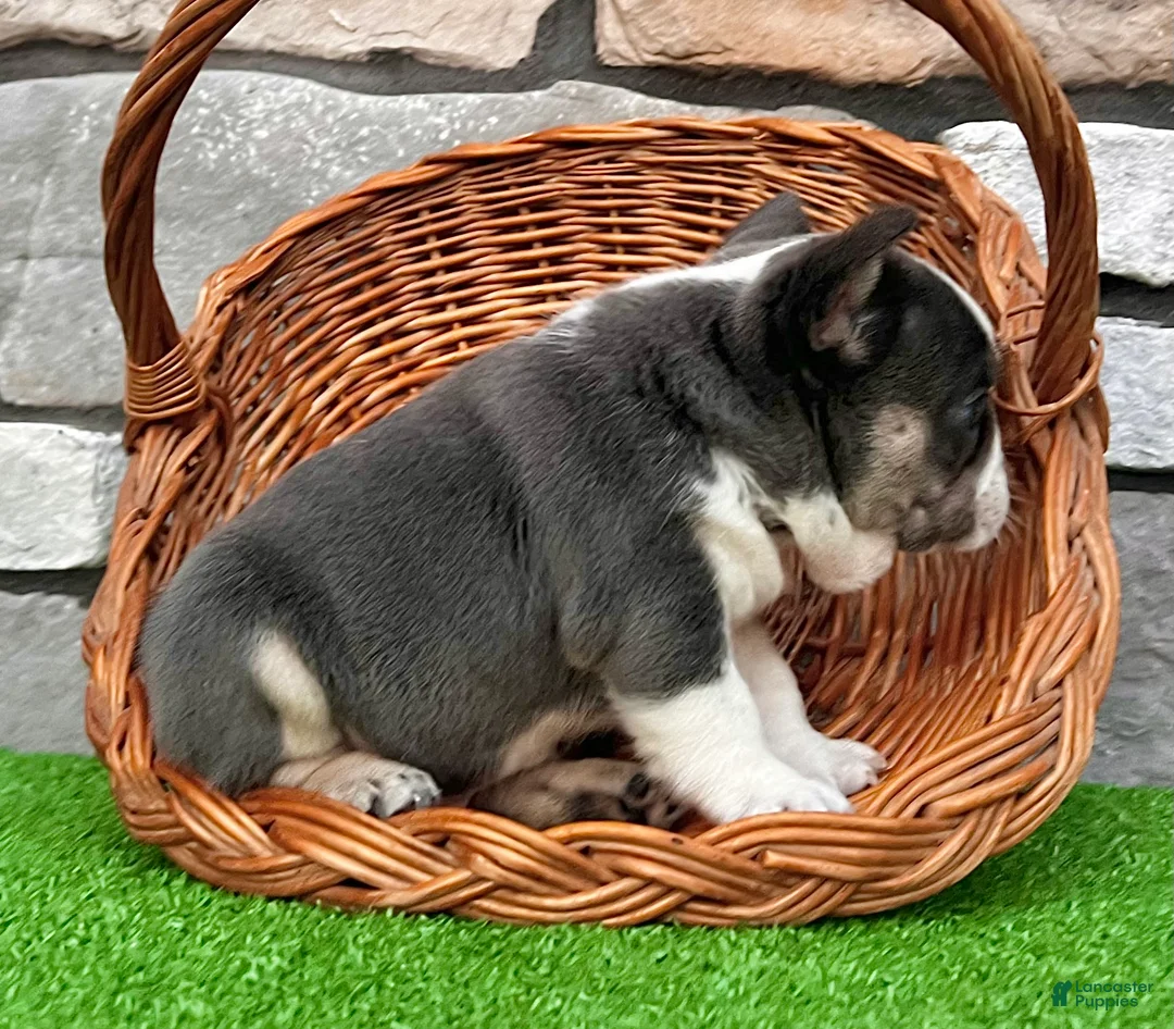 French Bulldog dogs for sale: Dozer - Ad 6