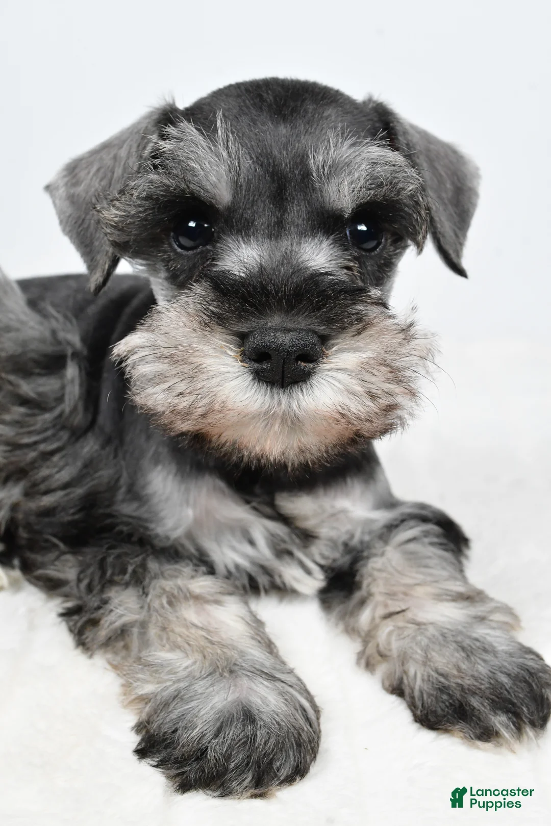 Miniature Schnauzer dogs for sale: Lulu - Ad 11