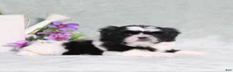 Shih Tzu dogs for sale: Polecat - Ad 5